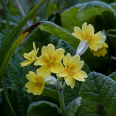 Cowslip Primrose. Wild flowers.