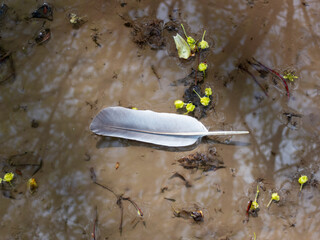 Bird feather in water
