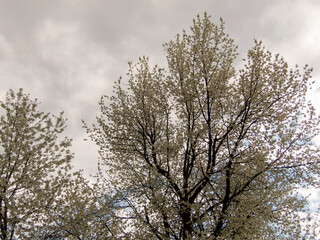 Trees bloom among the clouds
