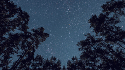 night sky in the forest with stars and moon