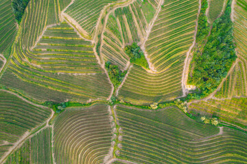 AERIAL TOP DOWN: Beautiful patterns of vine trellises in terraced vineyards