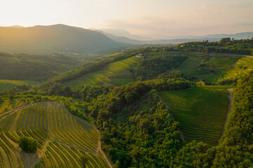 AERIAL: Wonderful golden morning light spills over the hilly vineyard landscape