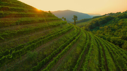 AERIAL, LENS FLARE: Beautiful sunrise illuminates the breath-taking wine region - obrazy, fototapety, plakaty