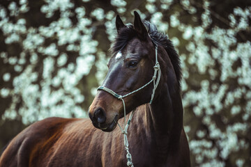 Braunes Pferd vor Kischblüten