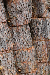 Pile of natural cut fir logs