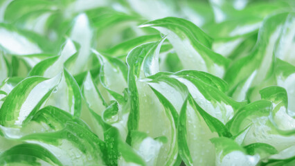 Hosta leaves close-up in raindrops. Beautiful and fresh green leaves. Water droplets. Young green leaves on a spring day. Spring background. Natural green background.  Abstract green backgroup
