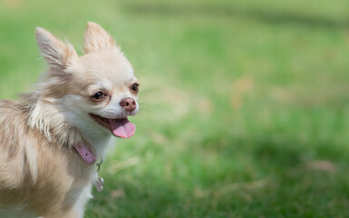 Chihuahua dog in the park, green grass background