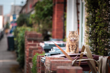 Lovely Domestic Cat resting in front of the house, afternoon