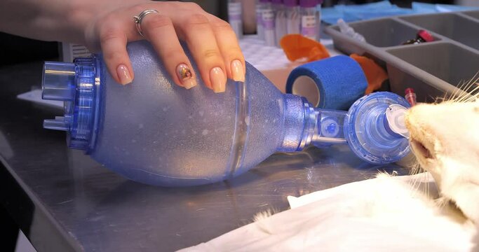 The doctor helps the cat to breathe using an ambu oxygen bag. Veterinary resuscitation of a cat after a severe injury. Veterinarian fight to save cat's life in veterinary clinic.