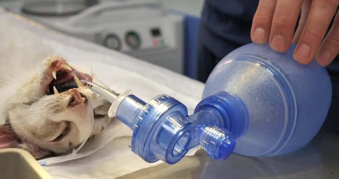 The veterinarian conducts a cat rescue with respiratory arrest. The doctor will help the cat breathe saving her life. Resuscitation of a severe pet patient in a veterinary clinic.