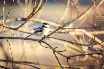 Black capped chickadee on branch