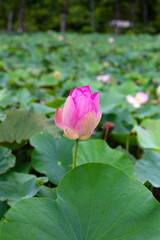 Beautiful blooming pink lotus flower with green leaves