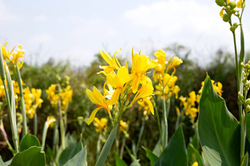 Beautiful canna flower with green leaves in the garden