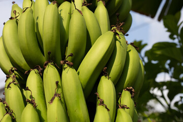 Banana fruits. A cluster of bananas