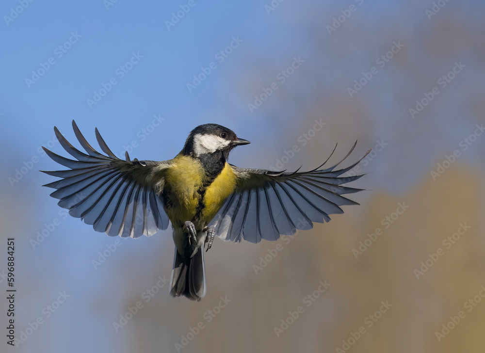 Canvas Prints Great tit, Parus major