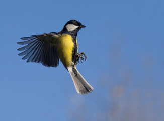 Great tit, Parus major