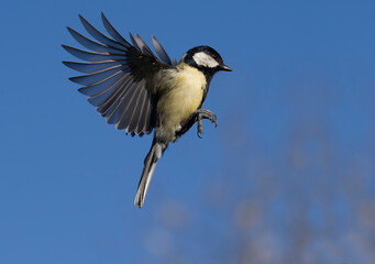 Great tit, Parus major