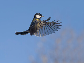 Great tit, Parus major