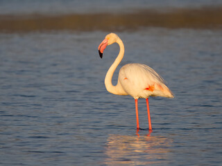 Greater flamingo, Phoenicopterus roseus