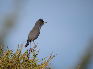 Marmora's warbler, Curruca sarda