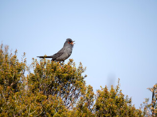 Marmora's warbler, Curruca sarda