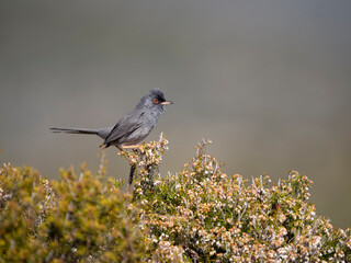 Marmora's warbler, Curruca sarda