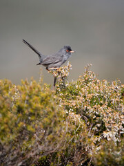 Marmora's warbler, Curruca sarda