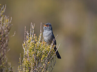 Marmora's warbler, Curruca sarda