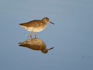 Redshank, Tringa totanus