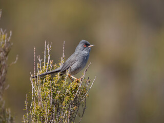 Marmora's warbler, Curruca sarda