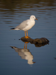 Slender-billed gull, Chroicocephalus gene