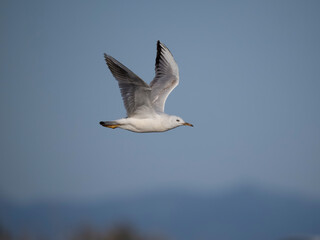 Slender-billed gull, Chroicocephalus gene
