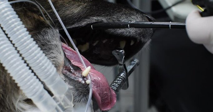 The dog is undergoing endoscopic diagnostics with a gasroscope. A veterinary surgeon removes a foreign body from a dog's stomach using a gastroscope. Endoscopic removal of the object.