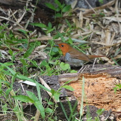 japanese robin in a forest