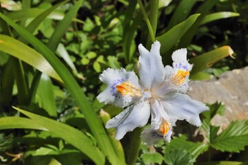 Piccola orchidea © uva51