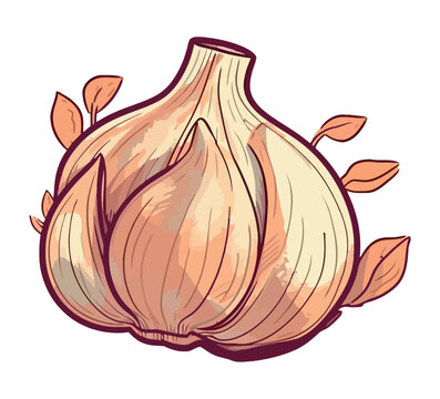 Fresh organic garlic healthy seasoning