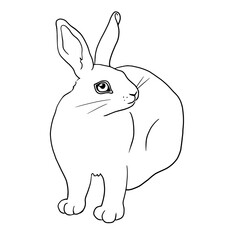 Linear image of a hare. The graphics are monochrome. For printing stickers, labels, logos, etc. Vector hare. Drawing of a white rabbit. Rabbit sits and looks.