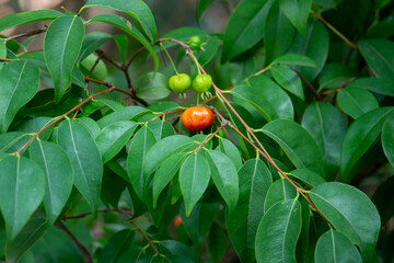 Pitanga (eugenia uniflora) é o fruto da pitangueira, dicotiledônea da família das mirtaceae.	