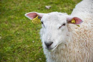 Cute sheep in the green meadow of Lofoten Islands,  Norway