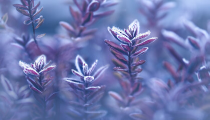 frosty plant
