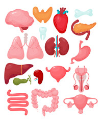 Human cartoon organs. Brain, thyroid, heart, male reproductive organ, uterus, pancreas, kidneys, tooth, bone, lungs, liver, gallbladder, spleen, bladder, colon. Isolated vector illustrations. Anatomy.
