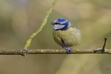 bluetit on a branch