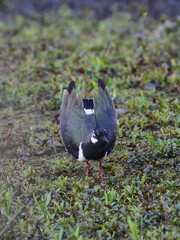 lapwing display