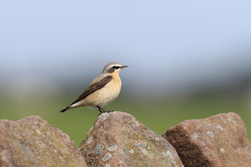 wheatear lookout
