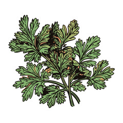 Fresh herbs and spices for healthy cooking