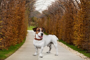 Cute young domestic dog posing on outdoor