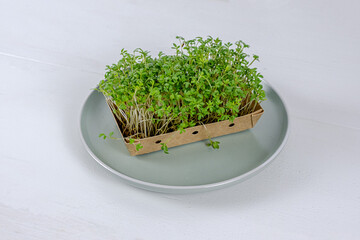Microgreen watercress salad on a plate on a white background