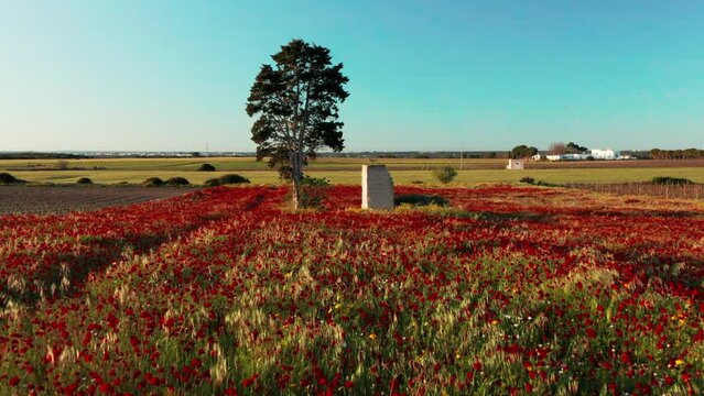 campo di papaveri al tramonto - primavera in salento, lizzano, taranto, salento, italy