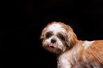 Naklejka na ściany i meble Shih Tzu Dog breed photography shouting in studio 