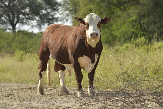 Braford Bull